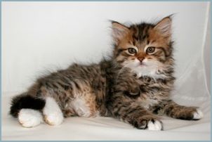 Female Siberian Kitten from Deedlebug Siberians